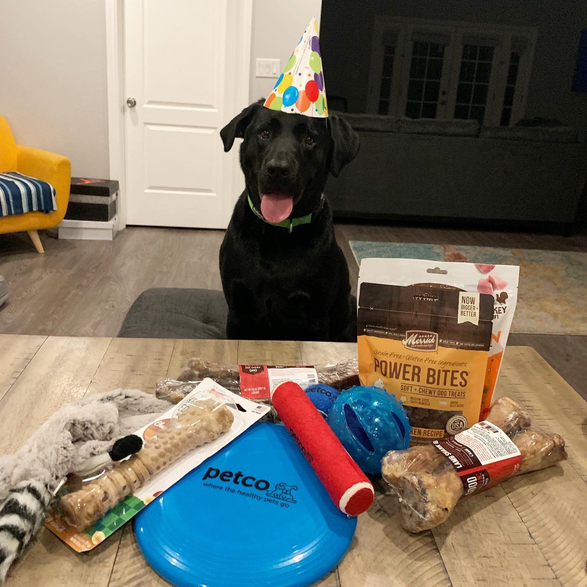 dog birthday hat petco