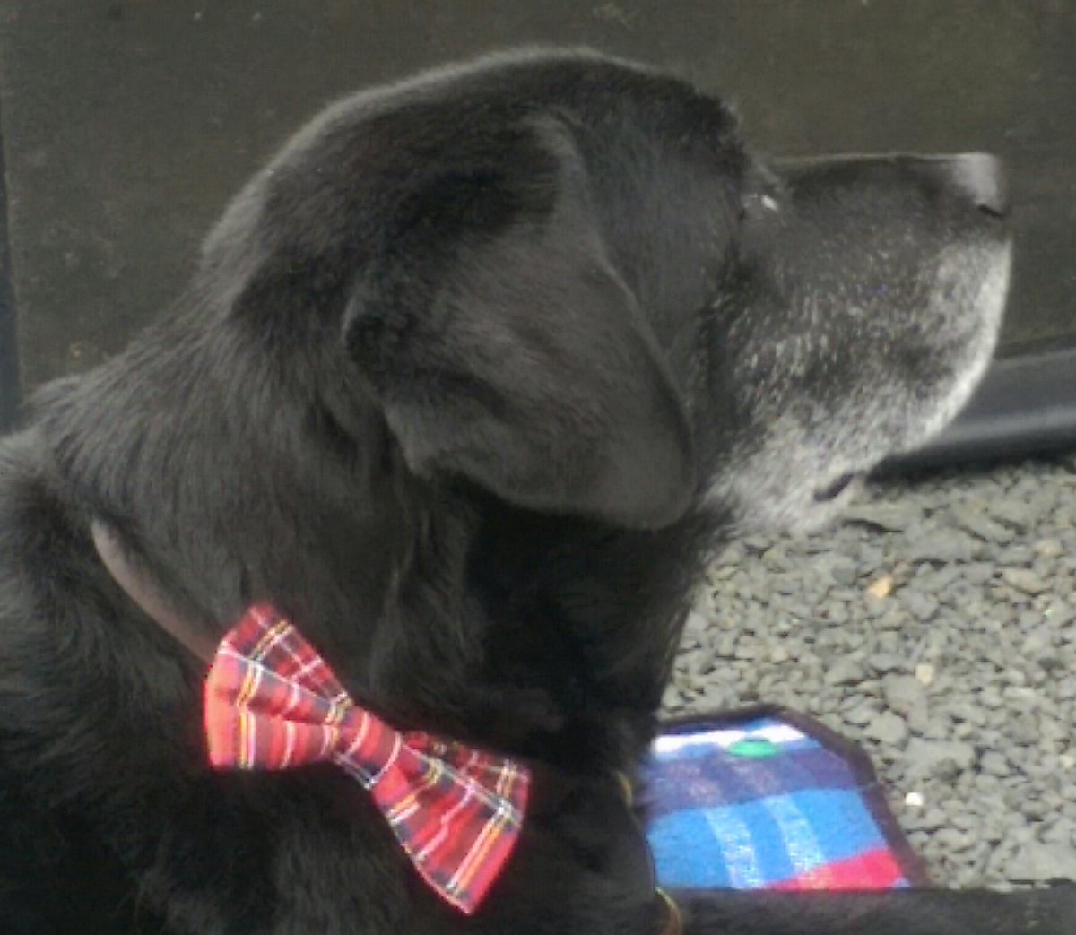 Leo the Lab & Angel Prince Furbaby🌈 tweet media