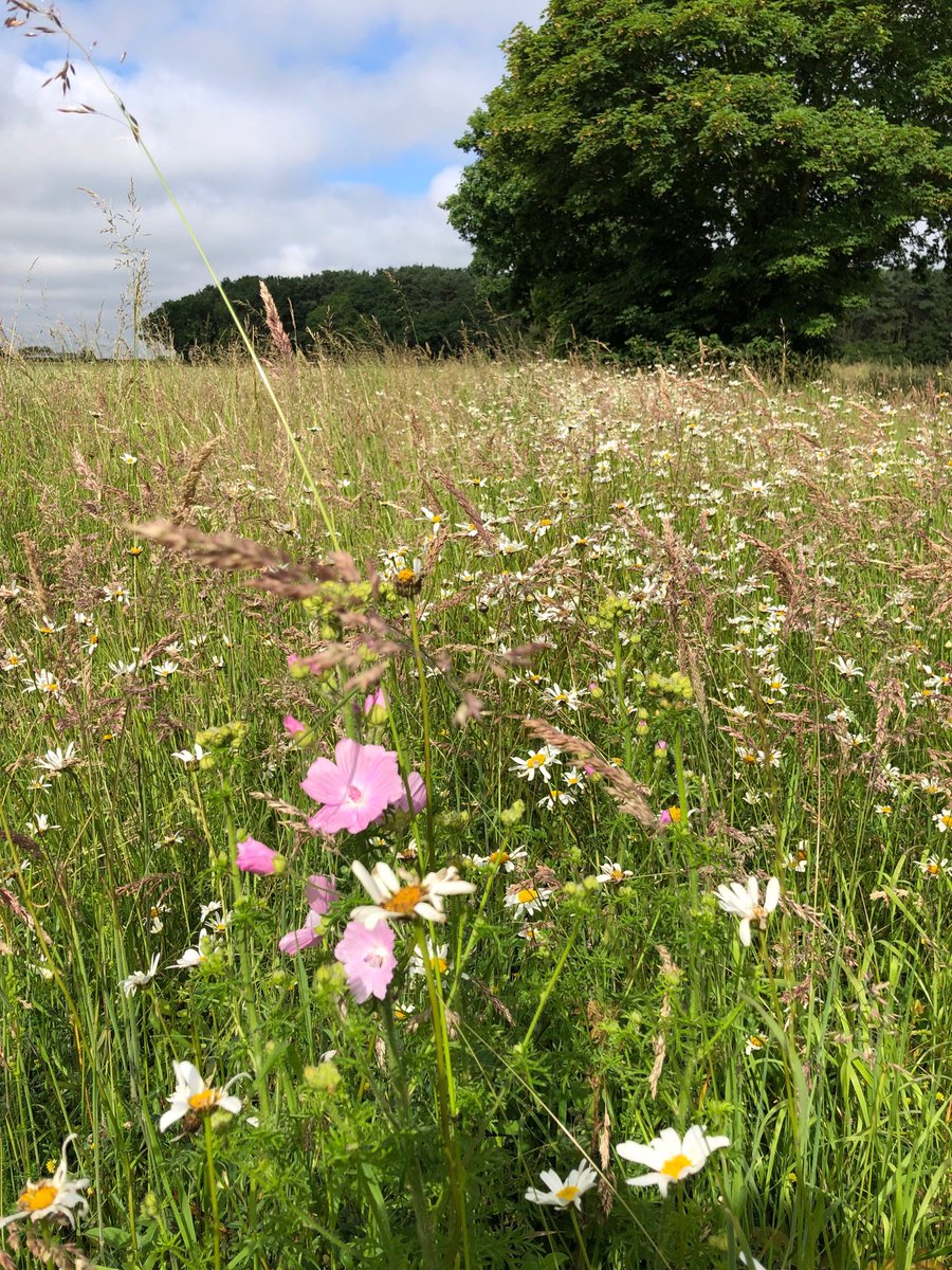 SustEnvFarming's tweet photo. Floristic margins reaching peak flower #ourfarmedenvironment #makingspacefornature ⁦@CFEonline⁩ https://t.co/u1Ghx4DNTq