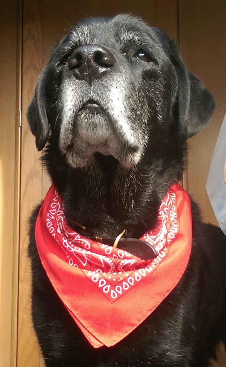 Leo the Lab & Angel Prince Furbaby🌈 tweet media