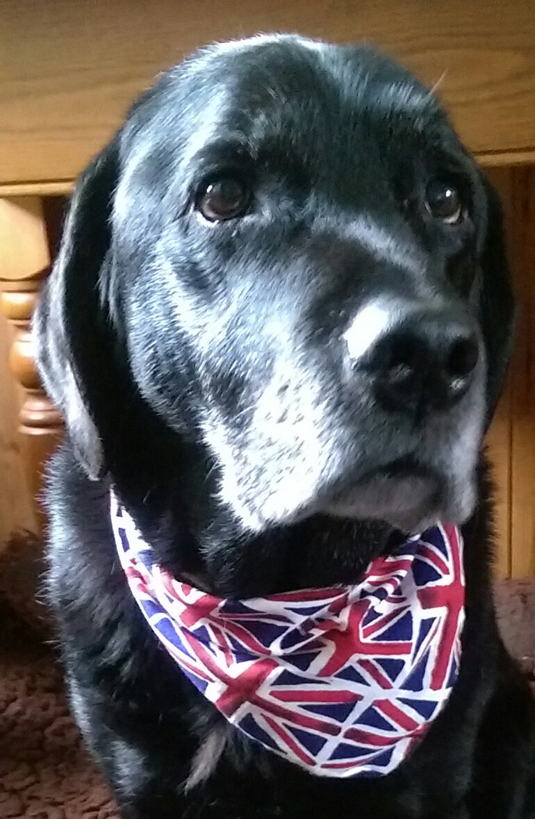 Leo the Lab & Angel Prince Furbaby🌈 tweet media