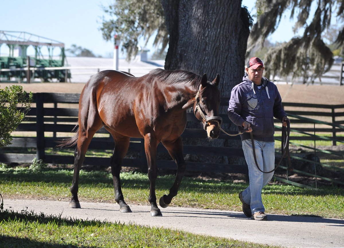 florida_horse's tweet photo. Florida Sire Power Showcased In First Five Months
https://t.co/rDn7lm7i2E

@TheBrockTalk @GulfstreamPark @TampaBayDownsFL @JourneymanStud @OcalaStud @Bahamian_Squall @ArindelFarm @PleasantAcresSt @Get_AwayFarm @WoodfordTB 
https://t.co/6HFcZD3cOU https://t.co/l7LjYmYln4