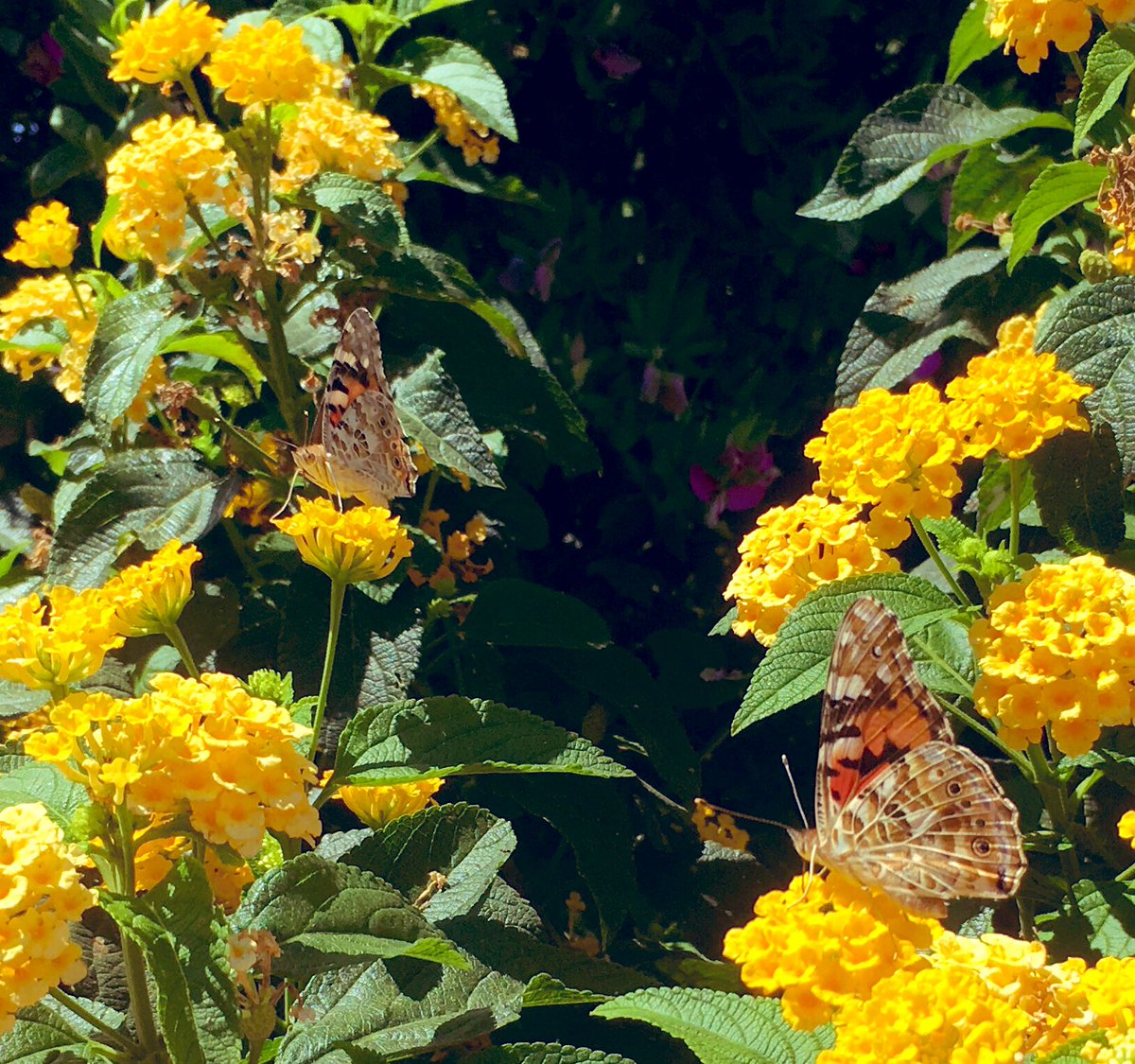 MichelleRobson8's tweet photo. Butterflies 🦋 #heatwave #spain #theydontmind https://t.co/n0MQR1YOsp