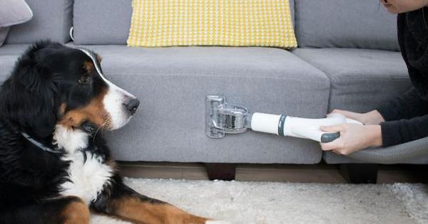 MathisRealtor's tweet image. Contrary to popular belief, it is possible to have indoor pets while maintaining a beautiful home! These nine tips should really help and, if all else fails, you'll at least get to see some cute pets...

DAVID MATHIS- FIVE DOORS... hgtv.com/design/decorat…