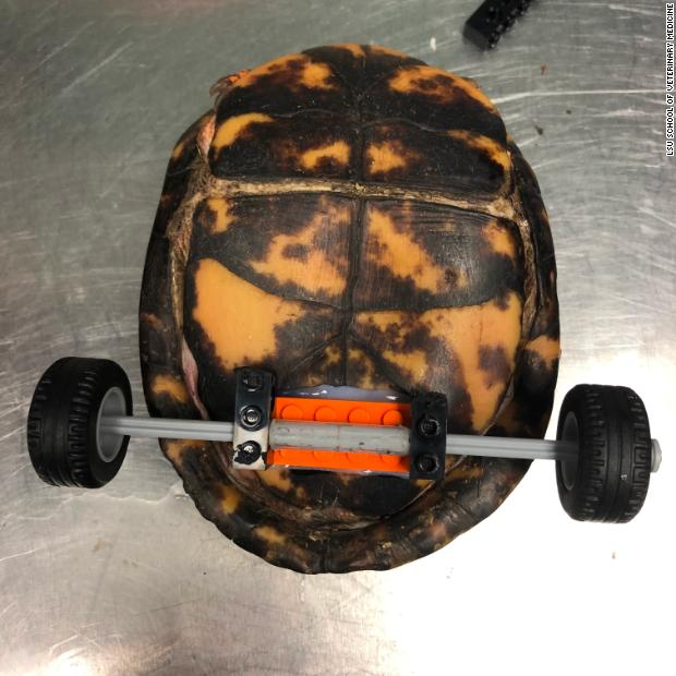 CNN's tweet photo. This turtle lost both his back legs, so veterinarians used a Lego toy car kit to build him a very fancy wheelchair https://t.co/cQi2tuHDAG https://t.co/pqNeIndOKr