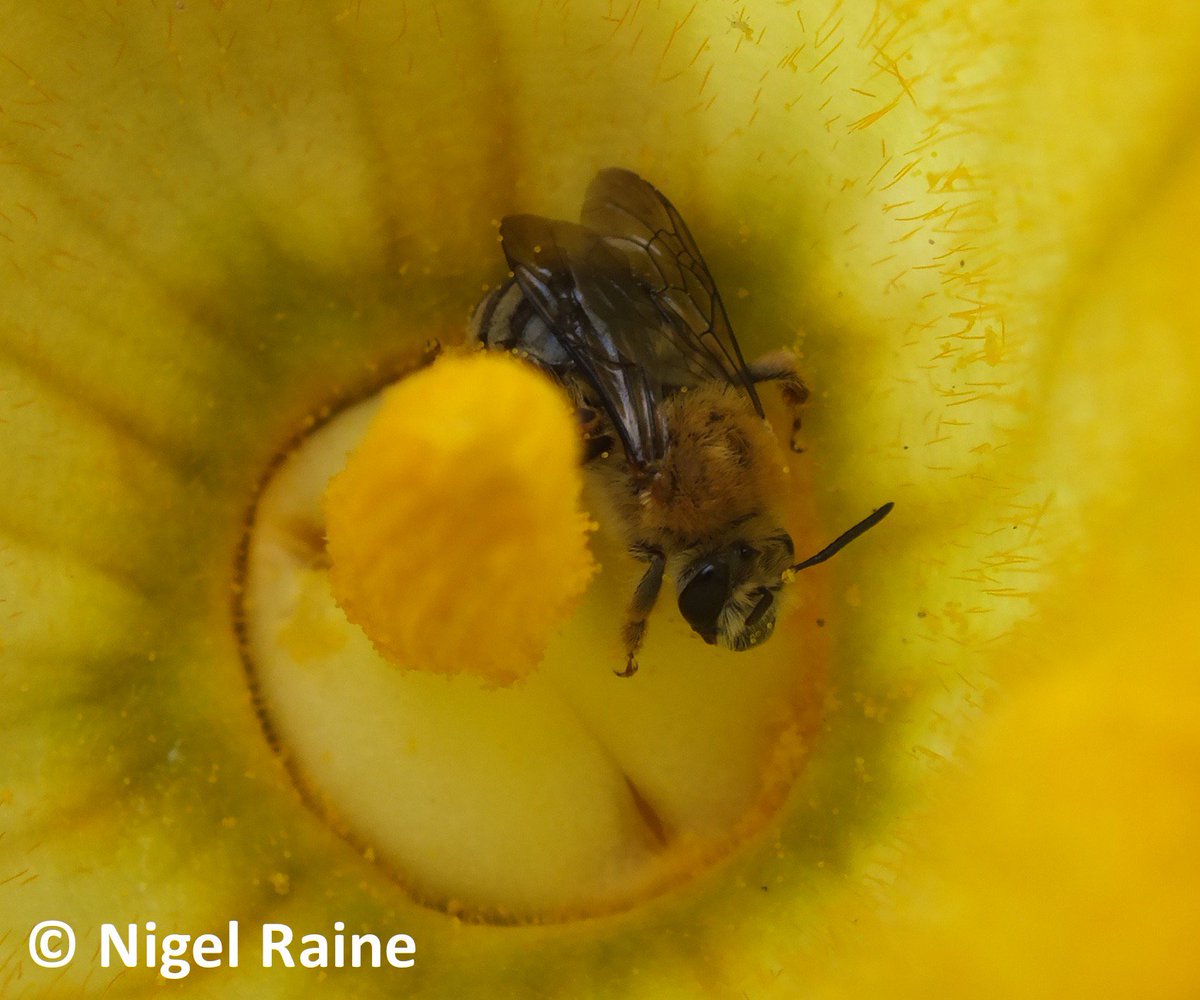 NigelERaine's tweet photo. Great talk by @Squash_Bee on risks of exposure to #neonicotinoid insecticides in agricultural soil for Hoary Squash #Bees &amp; other ground-nesting species in #foodstudies19 Perspectives on a Healthy Future for People, #Pollinators &amp; Planet panel @uaanchorage https://t.co/mAtR17JDMJ https://t.co/aXeC66GY6m