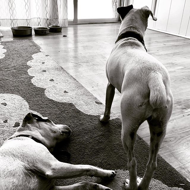 sixtysevenrocks's tweet photo. Our #lazy Friday is just getting started. https://t.co/apWYm1DEtT https://t.co/Bekh9T8ihT