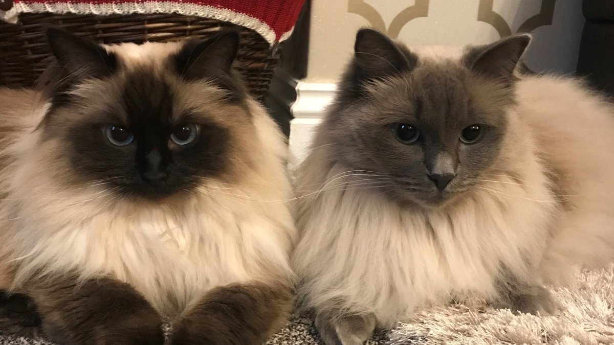 Sparklyrainbows's tweet image. #FlexClean #Competition #RugDoctorUK #CarpetCleaning  Would be a great help with with these two messy cats!