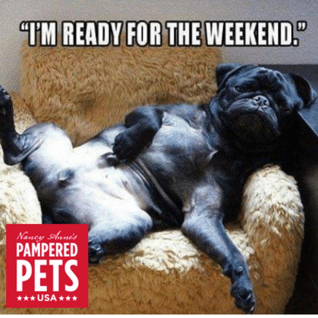 nancy anne's pampered pets