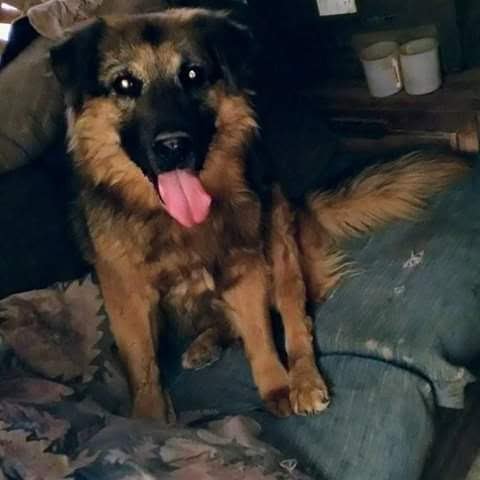 kingpet.com/dog/5617430104… #KingPet