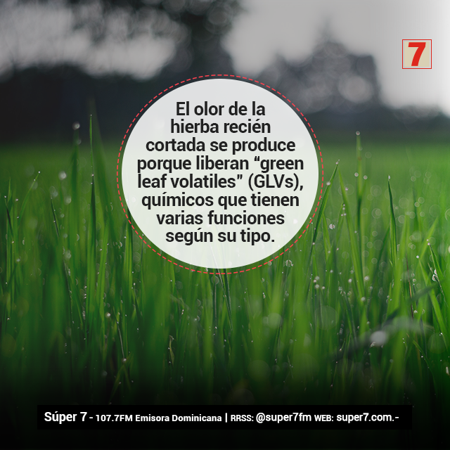 super7fm's tweet photo. #DatoCurioso Algunos #GLVs forman nuevas células para curar heridas más rápido y prevenir infecciones y otras llaman a insectos depredadores de los insectos que las mastican. Así, al cortar el #césped se liberan ocho tipos de hidrocarburos oxigenados en la atmósfera. | #Super7FM https://t.co/DkqvIbiuE2