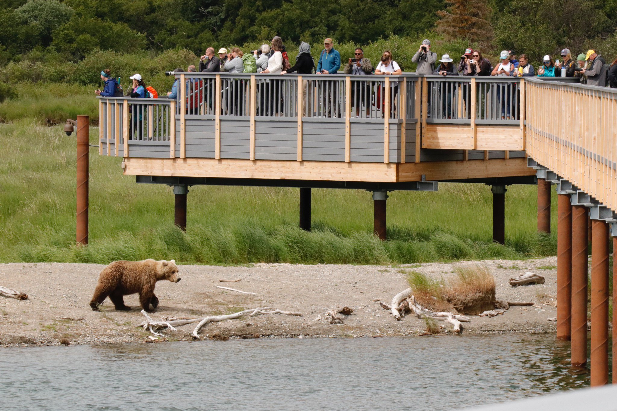 Brown Bears Fishing at Alaska's Brooks Falls - The Atlantic