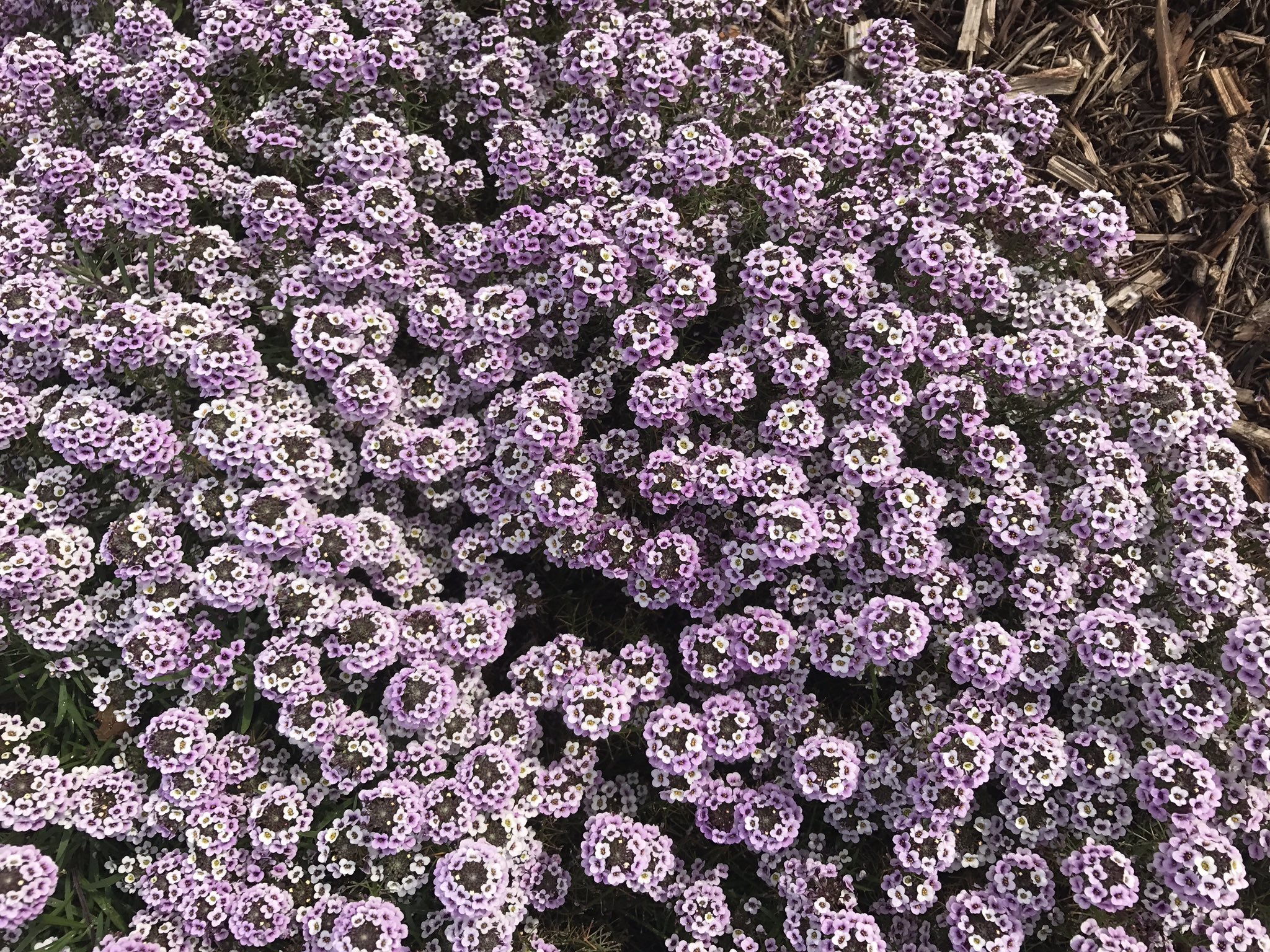 Лобулярия Фото
