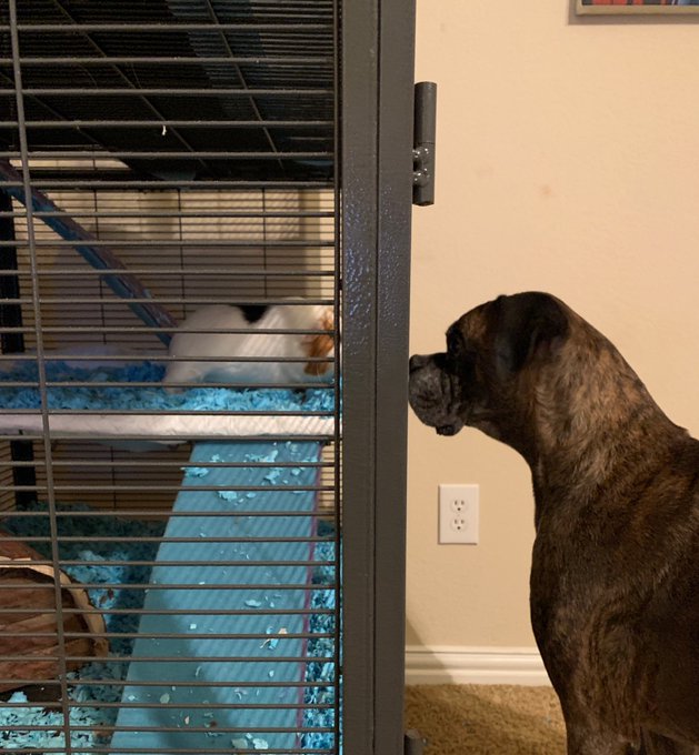 This is how my dogs feel about my guinea pigs https://t.co/LSrtIPWaLM<a href="/tag/onmfc"class="tags"><span>#onmfc</span></a>