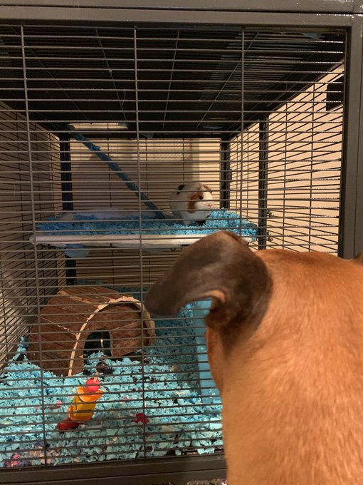 This is how my dogs feel about my guinea pigs https://t.co/LSrtIPWaLM<a href="/tag/onmfc"class="tags"><span>#onmfc</span></a>