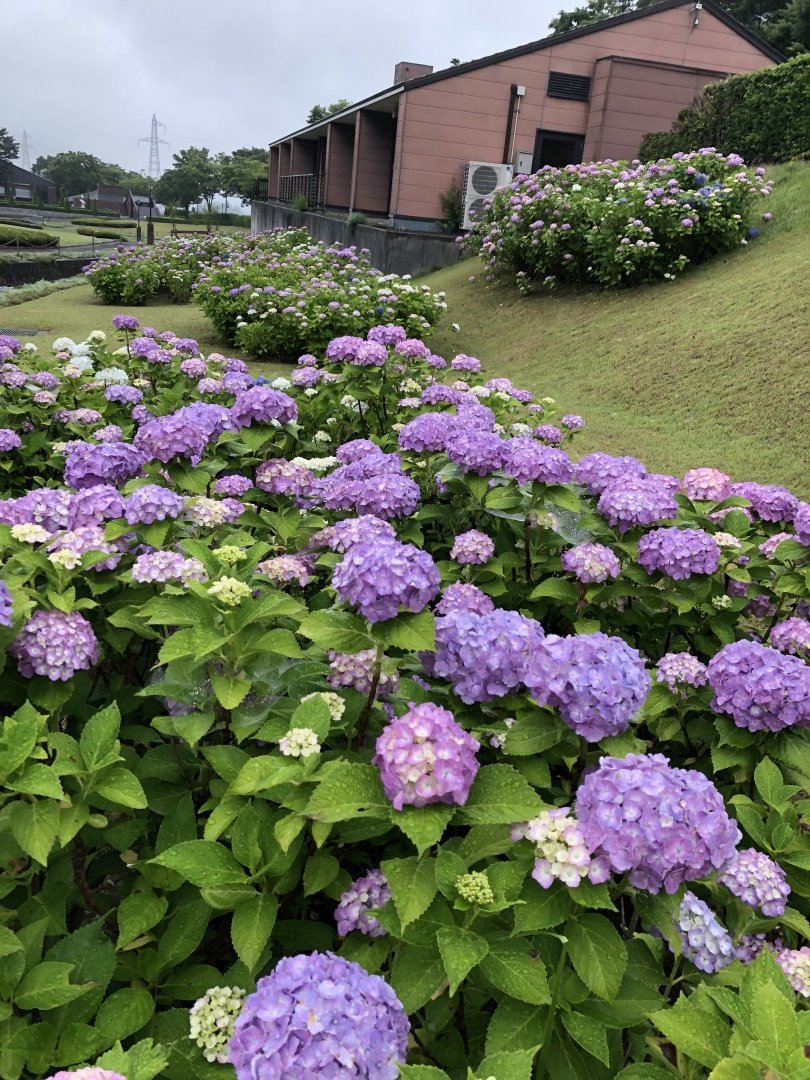 四季の里では アジサイ が見頃を迎えました 土壌のphによって色が変わるとのことですが 満遍なくアオ ムラサキ ピン 19 06 29 福島市の公園 福島市 公園 遊び場 体験 イベント 屋外 四季の里 しきのさと