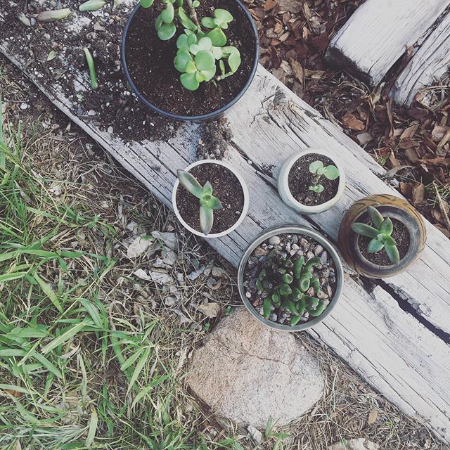 fruitiontweets's tweet photo. Make room for growing 🙏 https://t.co/tbLeymfb2d https://t.co/6Xsv57v5OR