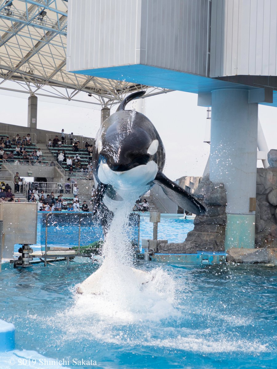 動物園写真家 阪田真一 サカタシンイチ Pa Twitter 名古屋港水族館のシャチ さん ダイナミックなジャンプを披露してくれる彼女は 鴨川シーワールドから来ているステラさん 名古屋港水族館でリンちゃんを出産 出産は5回目というベテラン母さん 親子でトレーニング