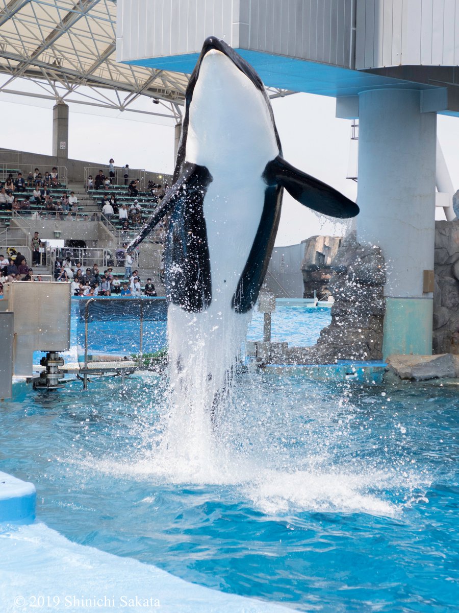 動物園写真家 阪田真一 サカタシンイチ Pa Twitter 名古屋港水族館のシャチ さん ダイナミックなジャンプを披露してくれる彼女は 鴨川シーワールドから来ているステラさん 名古屋港水族館でリンちゃんを出産 出産は5回目というベテラン母さん 親子でトレーニング