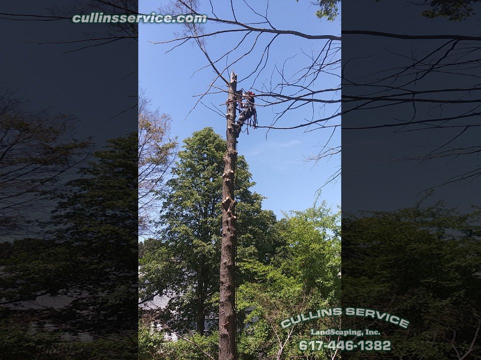 Culser1's tweet photo. #Nice view from the #top Having a bit of #fun in #trees #Mt85 looks tiny from up here.
#climbing #awesome #business #entrepreneur #picoftheday #liked #skidsteer #achieve #likeaboss #happy #landscape #working #stihl #echo #cool #ready #nofilter #newton #massachusetts #newengland https://t.co/ygj2csUOru