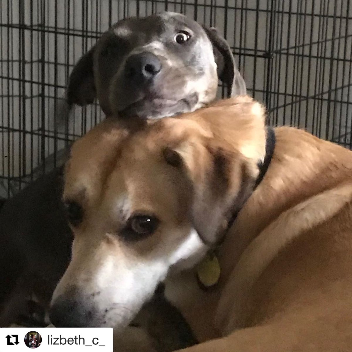 jarrodmjohnson's tweet photo. Nope. Nothing to see here. We are “good” dogs. We PROMISE. 😈 #crazyfreewaypup #lacythebluelacydog  #bayleysjourney #sillypuppies #innocentfaces #texasbluelacy https://t.co/Vo3Y3YRHyv