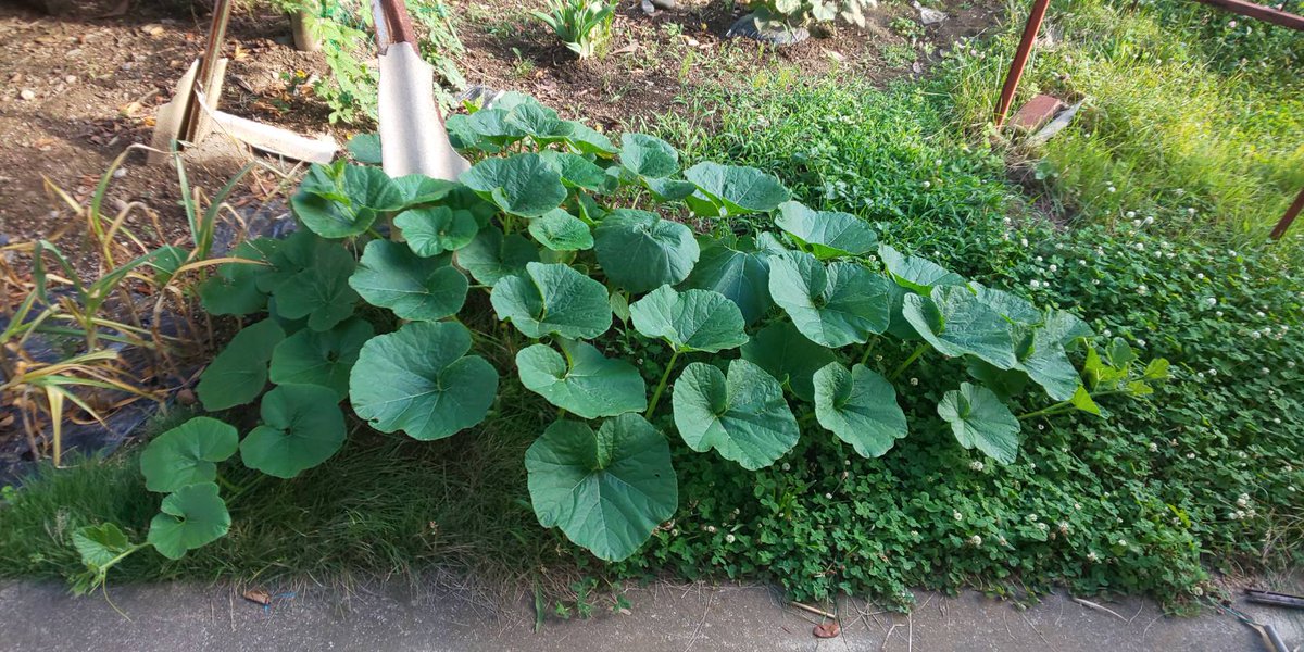 信州発 家庭菜園 Q S Natural Garden カボチャ の 収穫時期 はヘタがこの様に コルク状になったら収穫しましょう ミニカボチャ 栗坊 てしまの苗屋 家庭菜園 野菜 夏野菜 長野