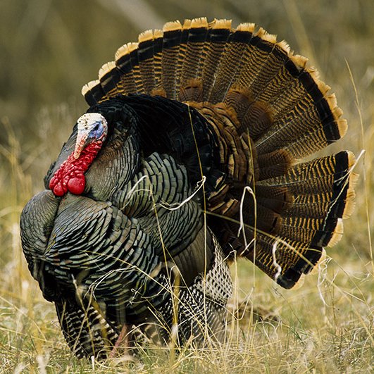 "With a #turkey population that's exploded over the last decade, it's no secret turkeys can be found in every county in the state." ~#Nebraska Game &amp; Parks #WildTurkey #TurkeyHunting #NWTF