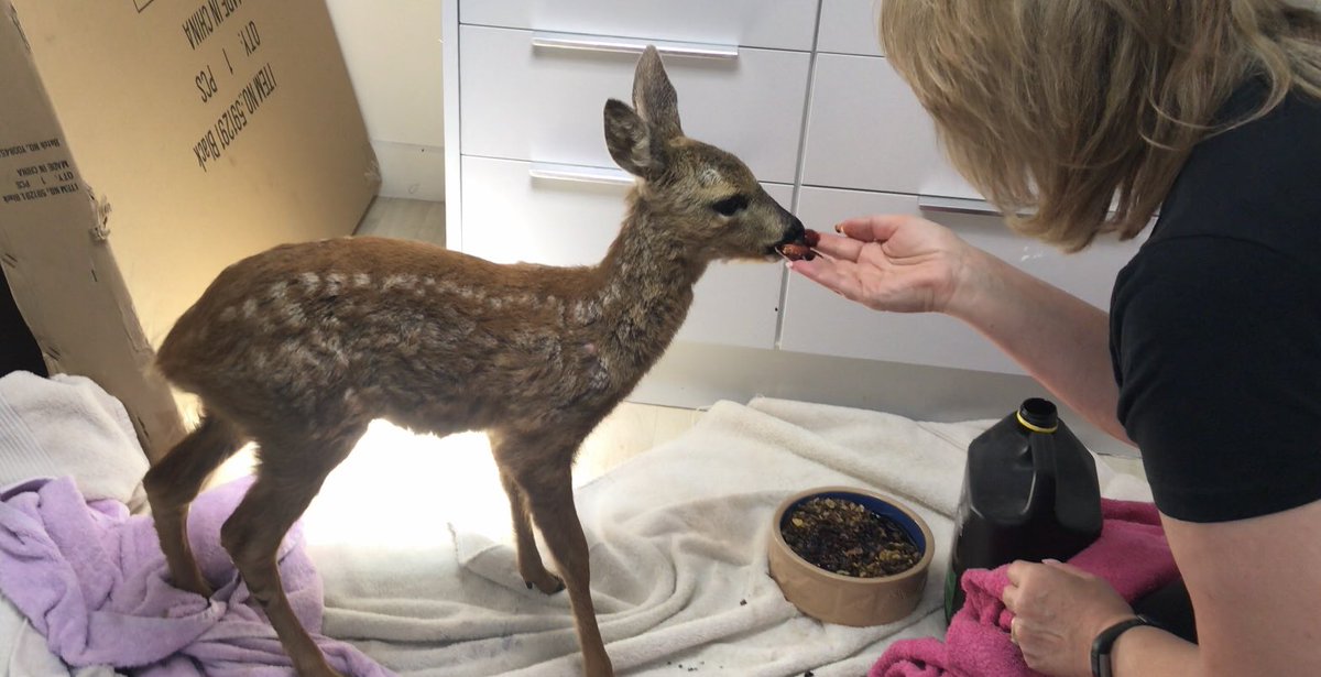AnneatSaveMe's tweet photo. So sad  to see this tiny fawn bitten by dogs. Cross everything for Daisy she needs a lots of prayers xx https://t.co/dlA2U8tvcx
