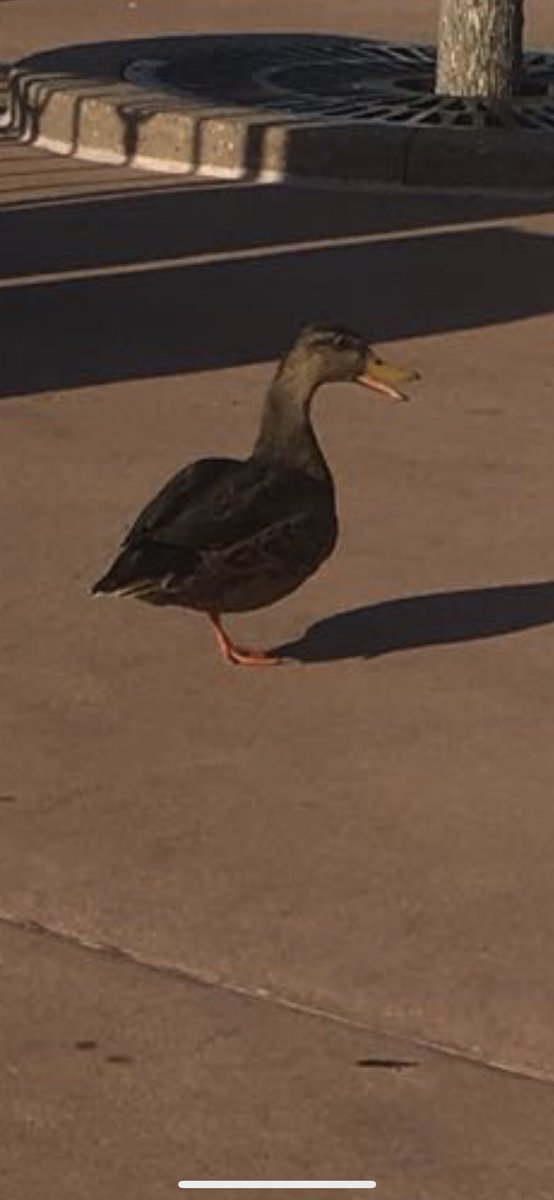 oneleggedduck1's tweet photo. hello everyone! it is your favorite duck amputee https://t.co/CCXyMC0znd