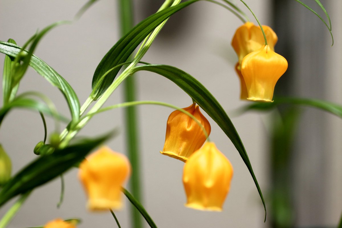 チャイニーズランタン