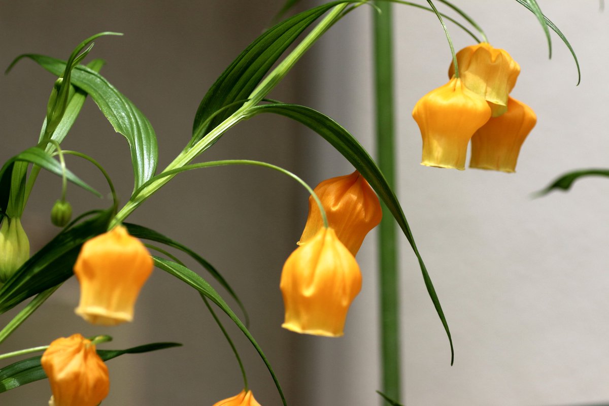 チャイニーズランタン