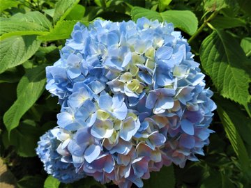 三千院の紫陽花の22年開花状況や見頃は あじさい祭りの開催は そらいろ 日本が魅せる多彩な表情