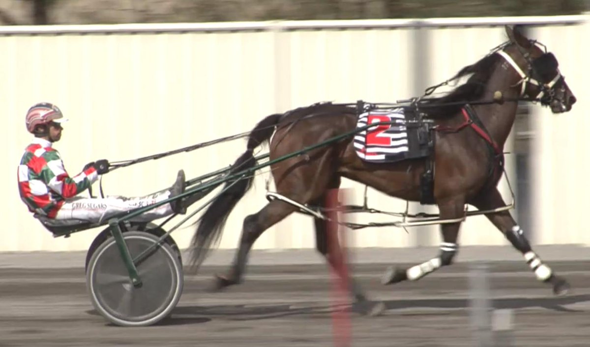 apexguy01's tweet photo. Heading to Melton tonight for VicBred Semis - Skye has overcome a set-back with a virus and then some luck with scratchings to make the semi-final - all back on track-looking to contest her 4th Group 1 final in less than 30 starts - great value for place @LarajayFarm #GoSkye https://t.co/LOOCMg2s88