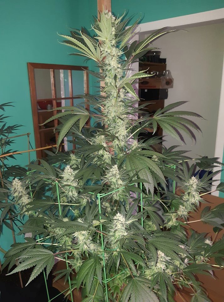 NirvanaShop's tweet photo. Raspberry cough from a customer going wild!!! - #cannabiscommunity #nirvanaseeds #cannabiscultivation #cannabisgrow #cannabisculture #colorsofcannabis #cannabissociety #cannabis #nirvanashop #thc #cbd #nirvanashop #nirvanaseedbank #nirvana #legalize #mmj https://t.co/0EHqfRiaOs