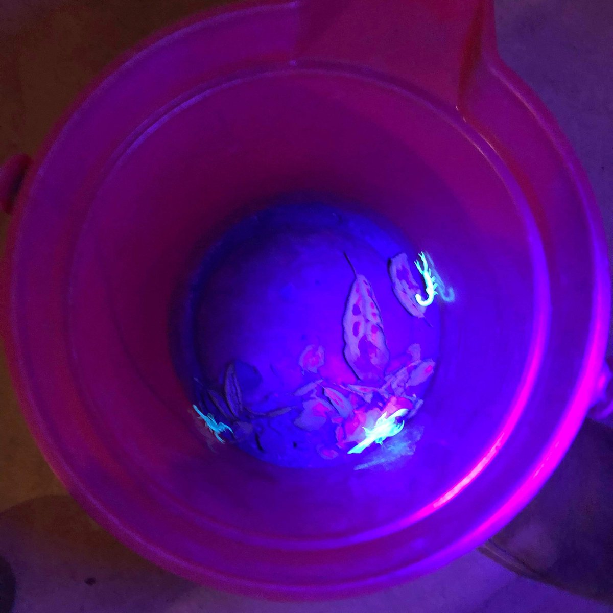 ImagosFilms's tweet photo. Scorpions on set. Captured and set to glowing with UV light. #projectskyfire https://t.co/tJHEyReor1