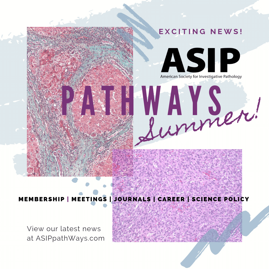 ASIPath's tweet photo. Have you checked PathWays Lately? Don't miss the latest news from our online newsletter! #News #SciComm #Path #Pathology #PathNews #Members #https://conta.cc/2NzEa8P https://t.co/dF8ytFJ4Yy https://t.co/lYdQ1FAm7U