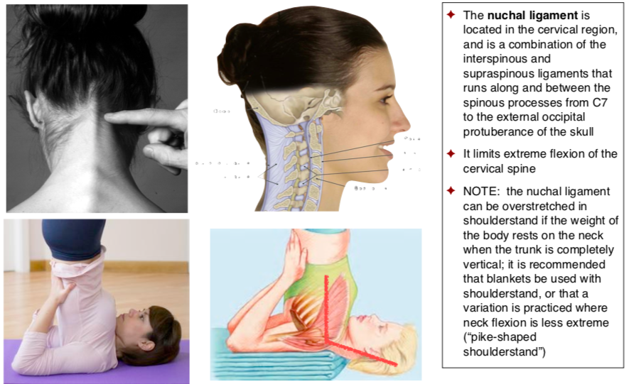 AnatomyStudies's tweet photo. The Nuchal Ligament
#FAA2019 #functionalanatomyacademy #functionalanatomy #anatomystudies #anatomyforyogateachers #asfyt2019 #teachtolearn #learntoteach #yogaishappiness #yogateacher #asfyt #yogaanatomy
#nuchalligament #shoulderstand https://t.co/sVUbCMvURE