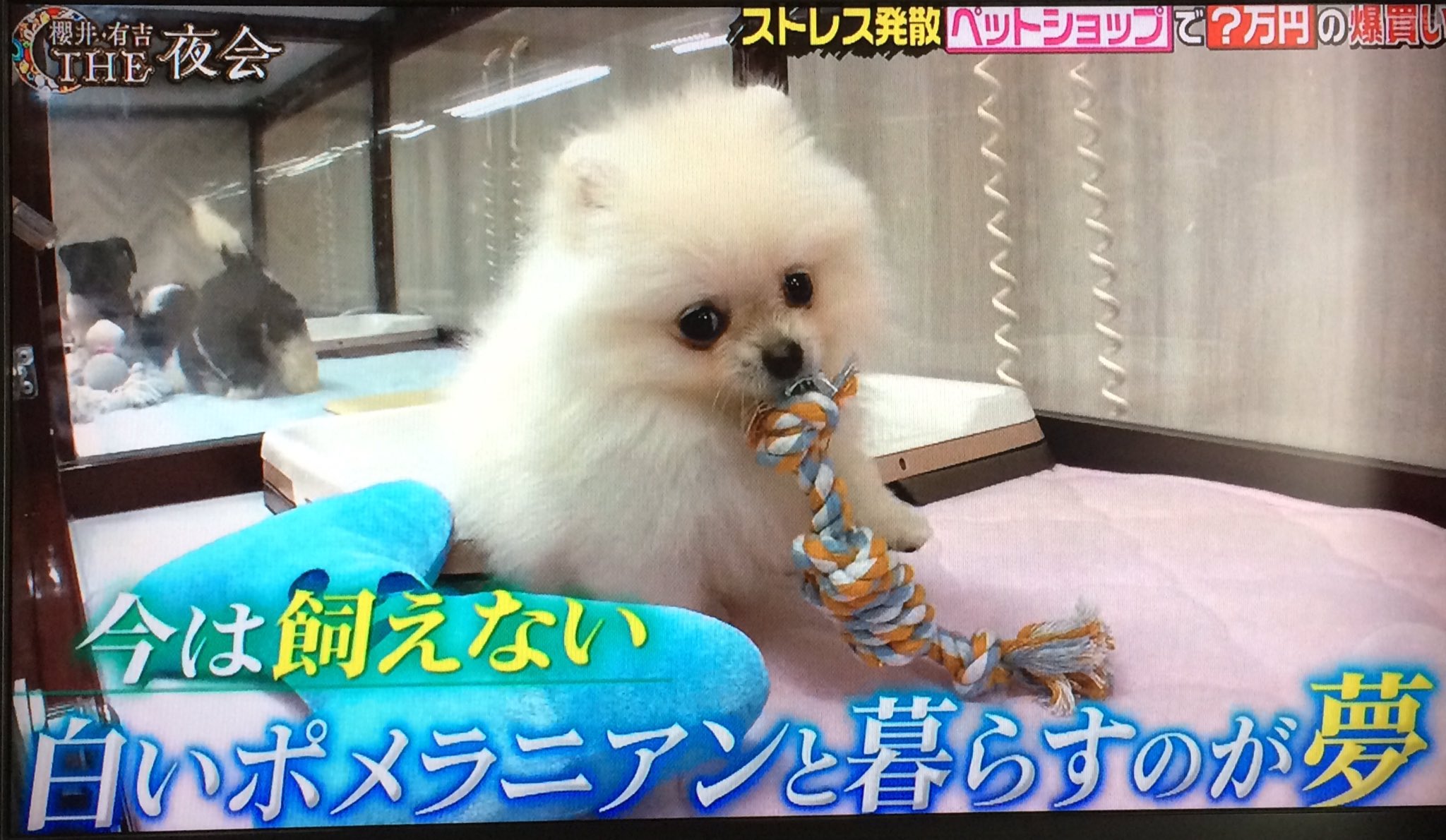 こころ V Twitter 白いポメラニアン 60万も出さなくったって譲渡会にも沢山いるよ ペットショップではなく ソチラに目を向けて欲しい 藤田ニコル 白いポメラニアン The夜会