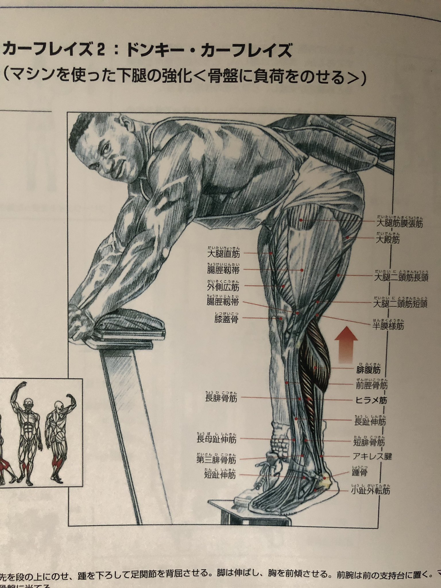 目でみる筋力トレーニングの解剖学 ひと目でわかる強化部位と筋