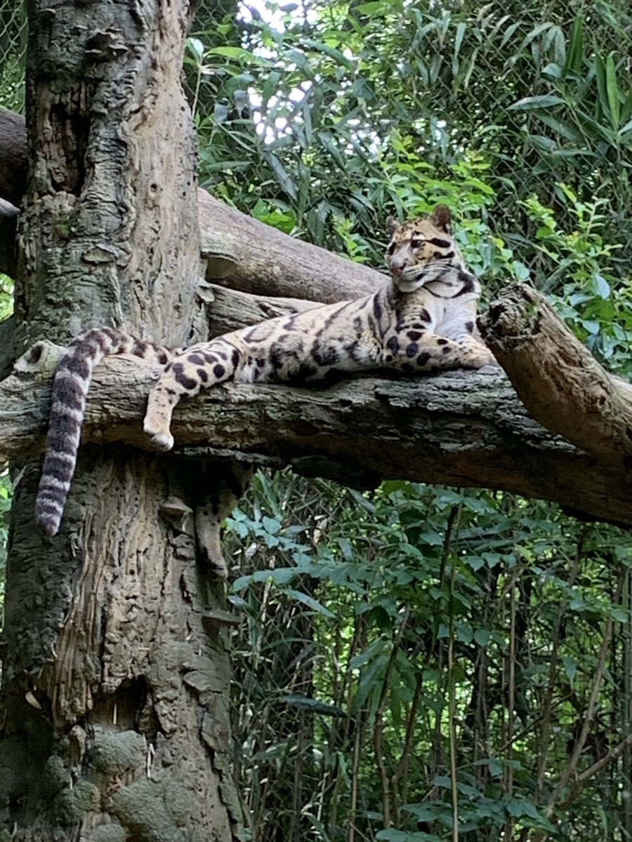 HannahDavis_19's tweet photo. Nashville Zoo trip - Saw so many kiddos on field trips! The proverb posted in the zoo rings true! Neat how we can even have these experiences virtually 😄 https://t.co/PbapKEug1z
