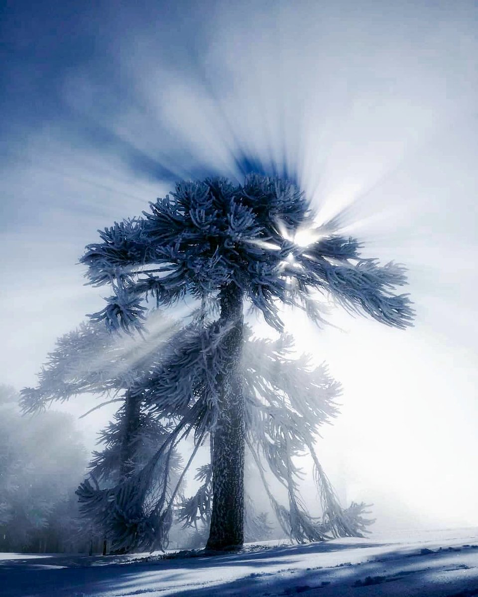 CaroRambeaud's tweet photo. Tremenda ❄️ 
☃️ Villa Pehuenia 
¿¿¿Que si hay nieve??? Esta semana #SoloNieve 🏂❄🔥
[#Repost 📷 de @pfjonas en IG | #VillaPehuenia #Neuquén #Argentina #Patagonia] https://t.co/P2WjGvO9f8