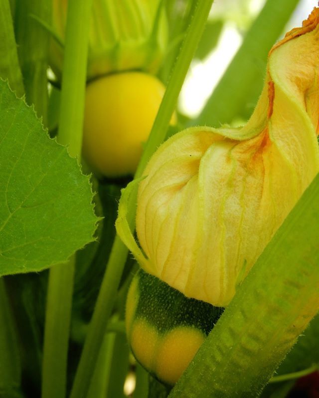 #PoolBallSquash, aka #EightBallZucchini My squash have recovered nicely from the spring's aphid issues, though the 90 degree days require constant watering, and lately a persistent group of deer have been turning my garden into their personal salad bar, … ift.tt/2RObjvS
