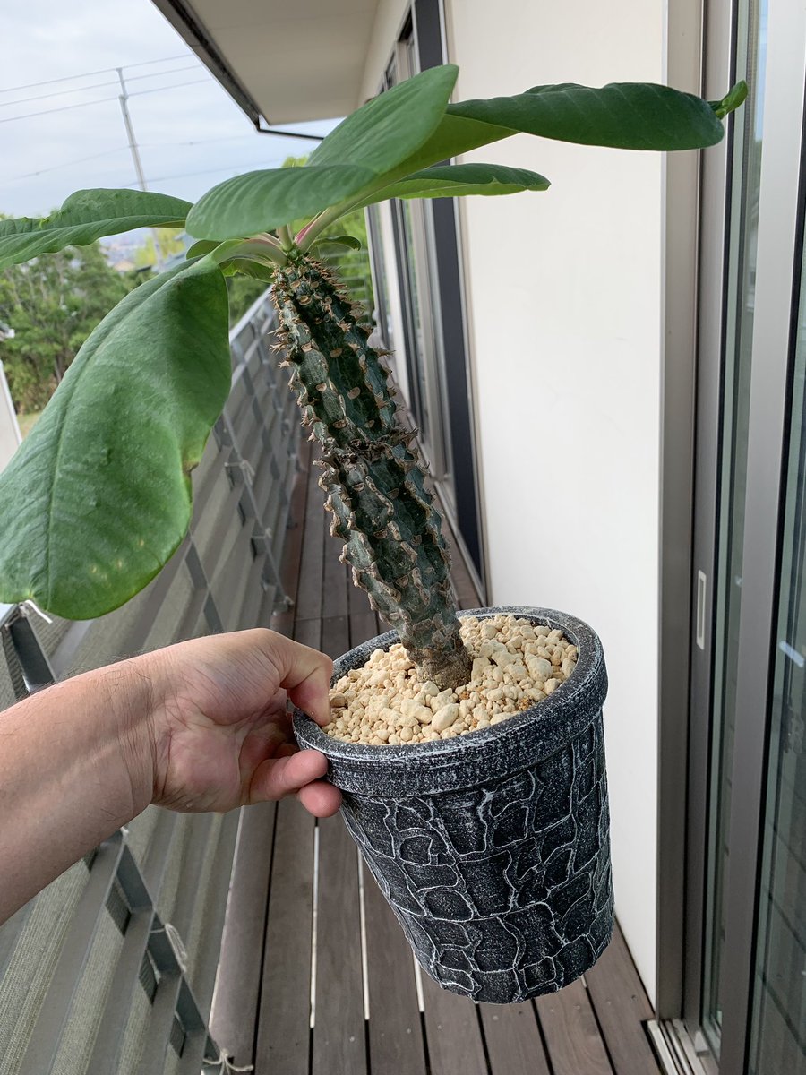 Span21 No Twitter ユーフォルビア ビグエリー 噴火竜 元々細い縦長のプラ鉢 に植わってて 風の強い日に倒れて葉っぱ折ったりしてたので 重めの陶器の鉢に植え替え W ビザールプランツ ユーフォルビア 噴火竜 噴火っていうか噴水っぽい Span21 No Twitter ユーフォルビア ビグエリー 噴火竜 元々細い縦長のプラ鉢 に植わってて 風の強い日に倒れて葉っぱ折ったりしてたので 重めの陶器の鉢に植え替え W ビザールプランツ ユーフォルビア 噴火竜 噴火っていうか噴水っぽい