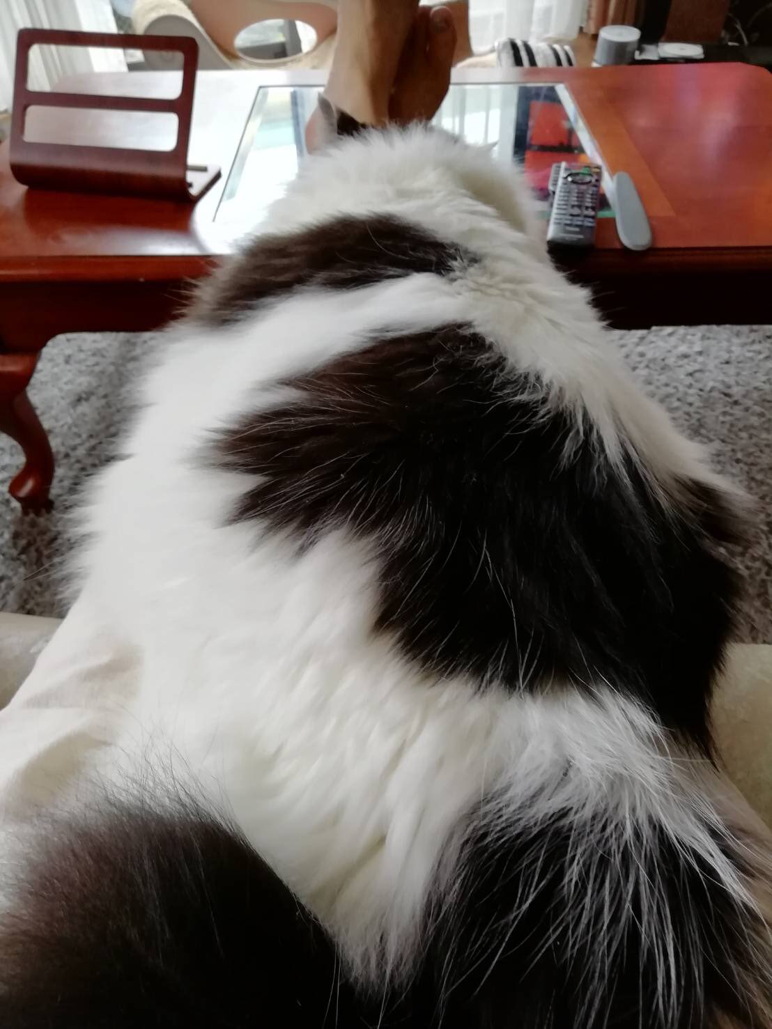 響介 実家の父から一体どっちが上かよくわからない猫の画像が届きました