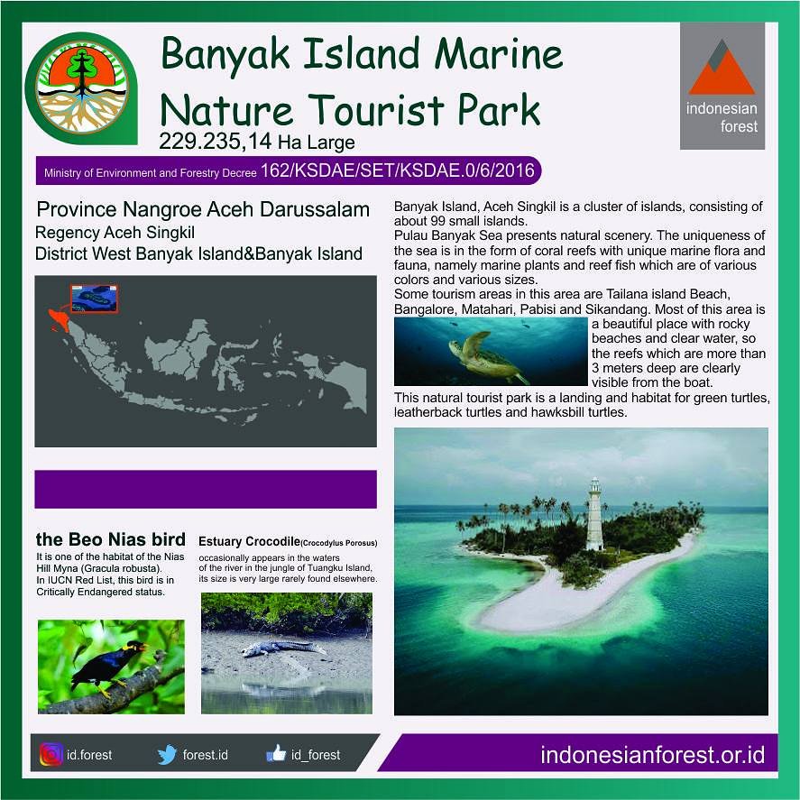 Indonesian Forest tweet media