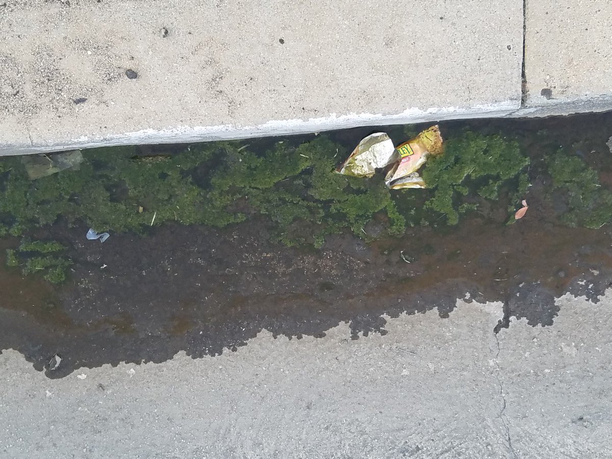 lucybell1918's tweet image. @drdrew Here's your  petri dish #SFV San Fernando Valley  Wonder what this is breeding ? Algae Sludge Algae,Sludge and Trash #CaliforniaFail #RecalThemAll This is NOT the envy of the world @GavinNewsom