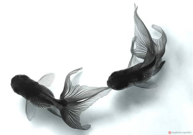 キノコメ A Twitteren 青文魚ヒラヒラ綺麗ね