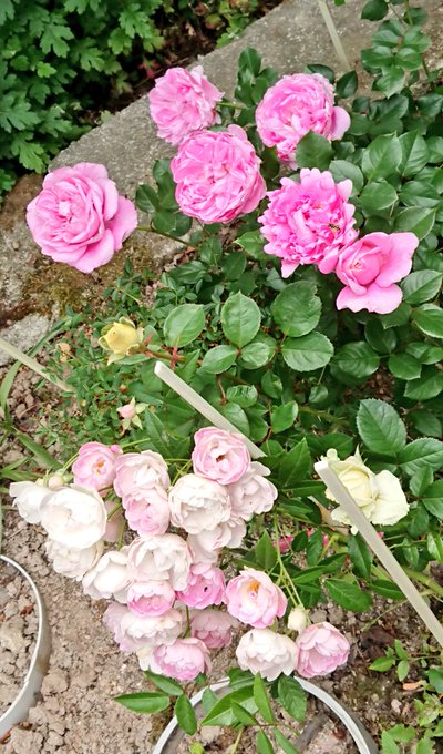 すべての美しい花の画像 50 素晴らしいバラ 鉢植え 植え 替え 毎年 すべての美しい花の画像 50 素晴らしいバラ 鉢植え 植え 替え 毎年