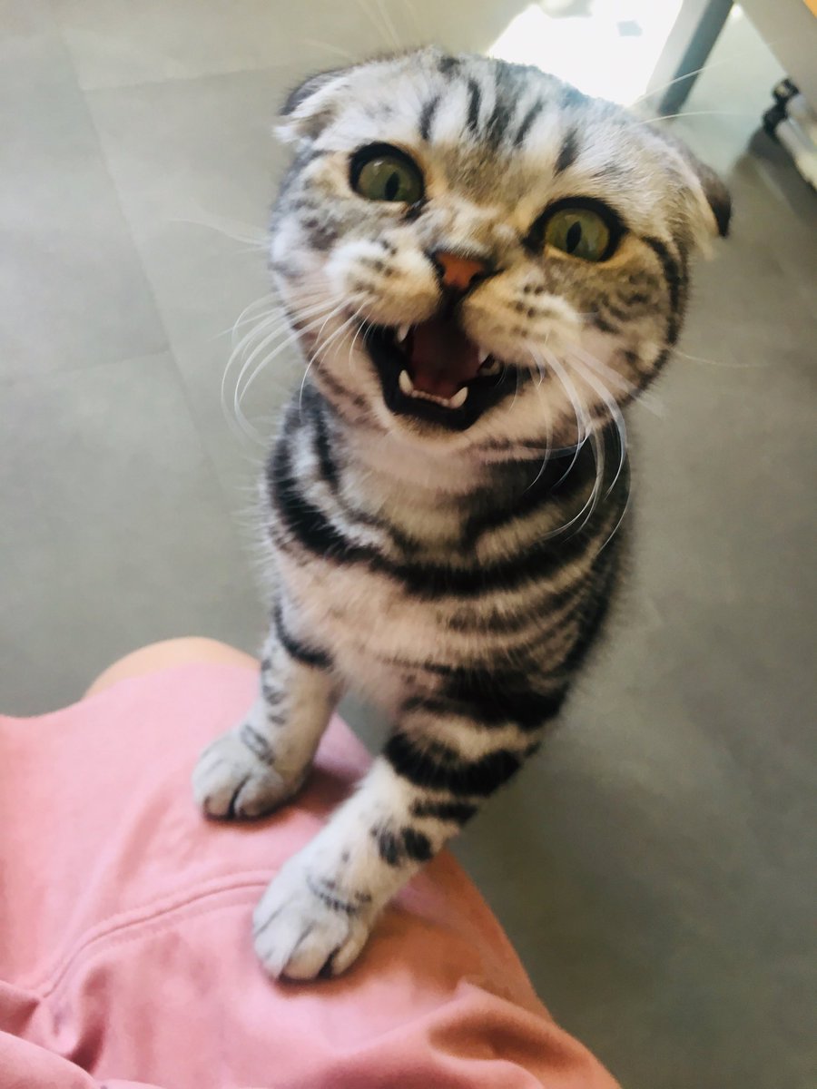 bao_bao_bun's tweet photo. Good morning #CatsOfTwitter #catsoftheday
It’s #Caturday 😻😺😽😸
I’m channeling my inner #tiger 🐯 grrrrr #growl #fangs
Aren’t I #furocious #kittengoals #weekend https://t.co/6xs9d9v3uN