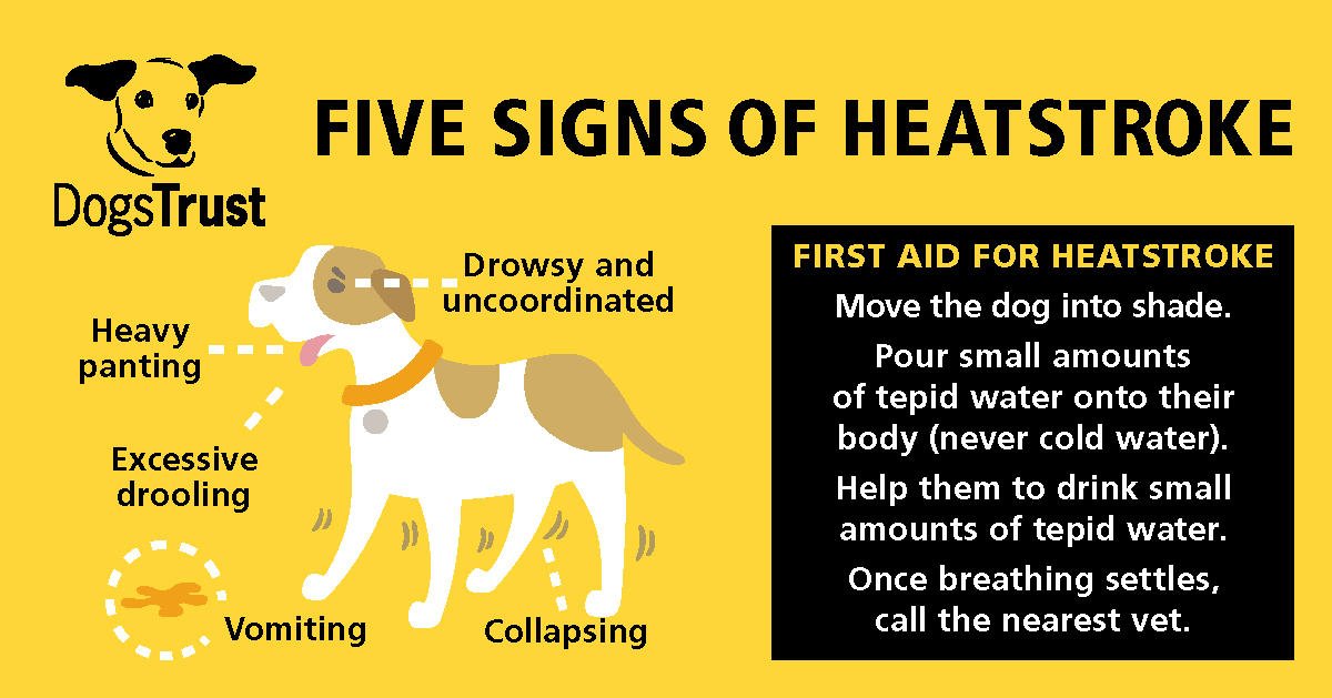 Can Dogs Drink Cold Water